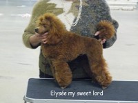 my sweet lord - Paris dog show 2010