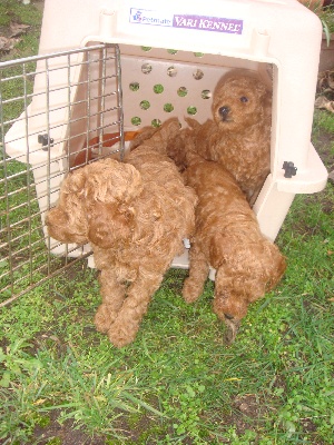 my sweet lord - superbes chiots fauve rouges