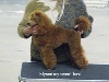  - Paris dog show 2010