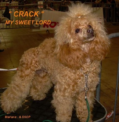 my sweet lord - Crack my sweet lord meilleur de race jeune aux championnats de France