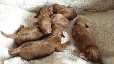 my sweet lord - naissance de 5 rouquins